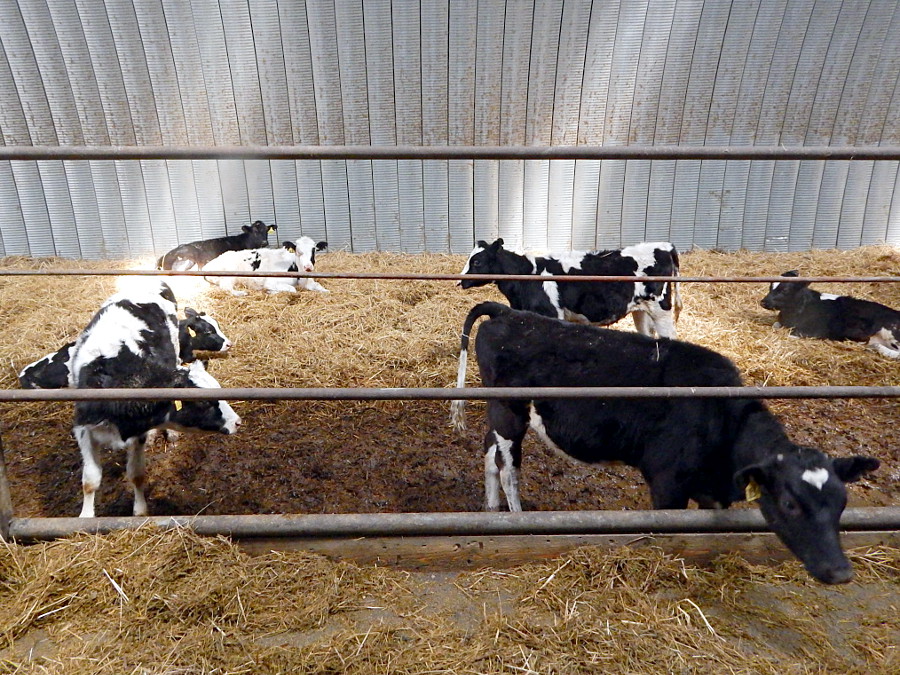 Кирпичный коровник. Коровник. Коровник для детей. Отопление на фермах крс. Коровник читать.